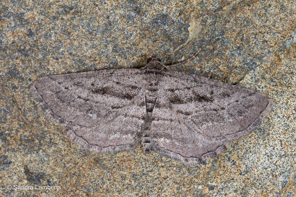 Image of Rhoptria asperaria Hübner (1814)