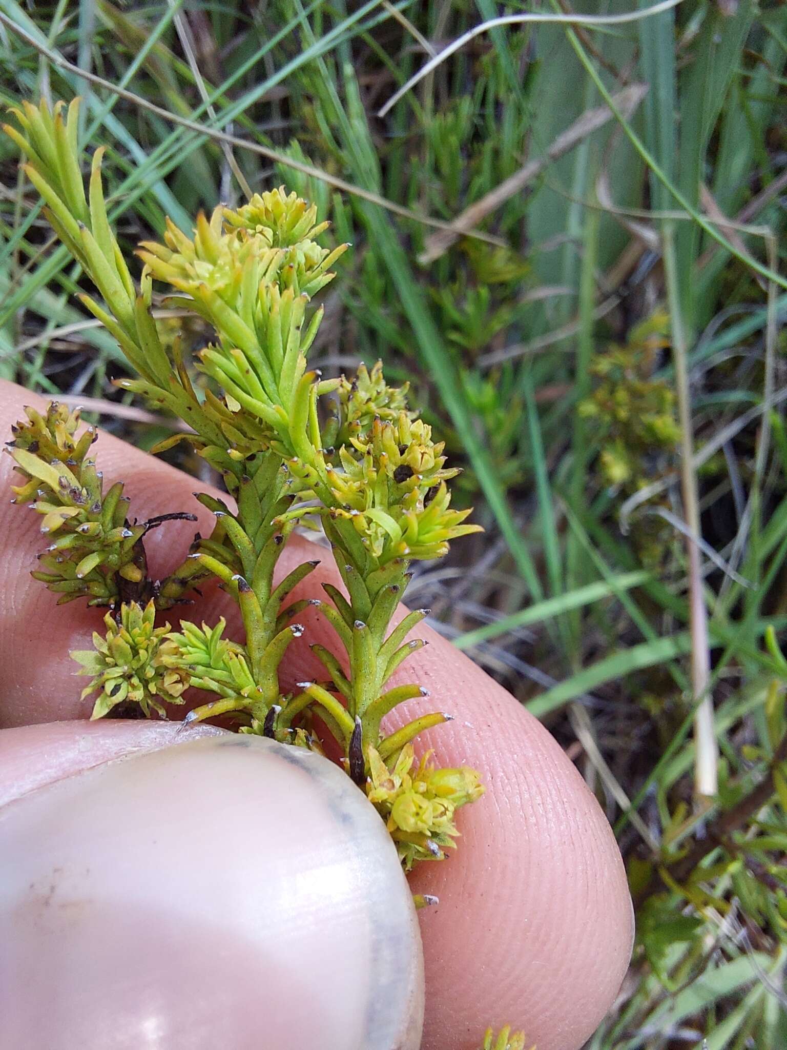 Imagem de Thesium cupressoides A. W. Hill