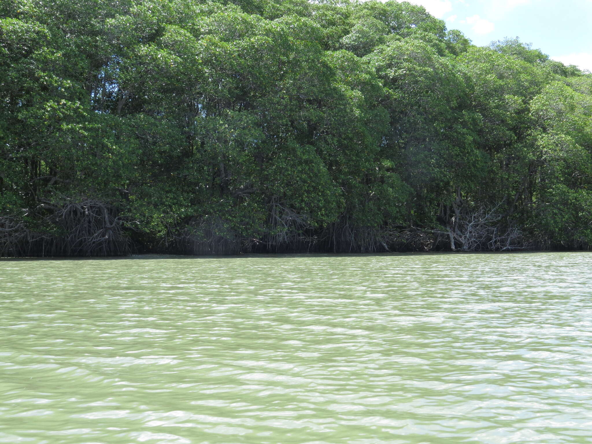 Image of red mangrove