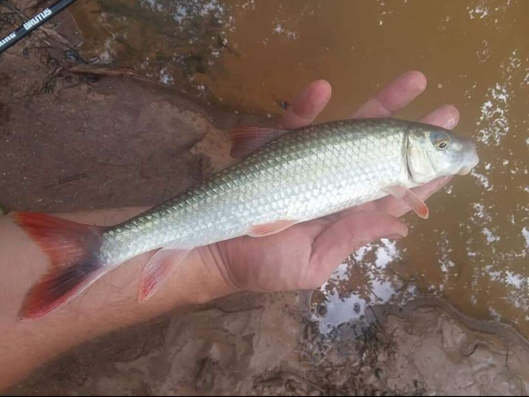 Image of Blacktail Redhorse