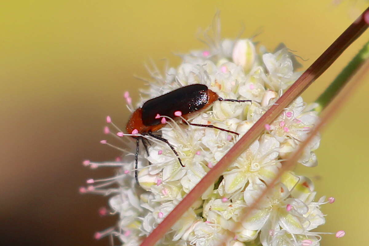 Image of Nemognatha (Pauronemognatha) nigripennis Le Conte 1853