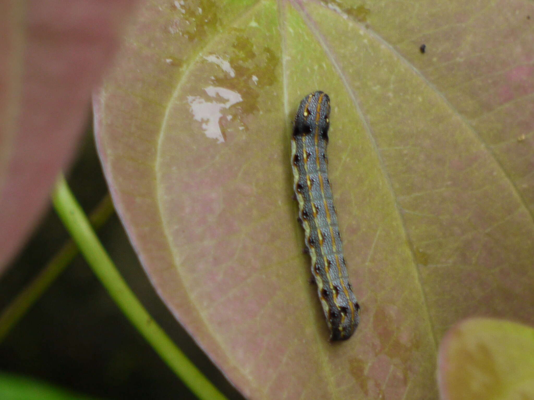 Sivun Spodoptera litura Fabricius 1775 kuva