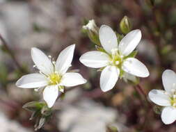 Sivun Arenaria provincialis Chater & Halliday kuva