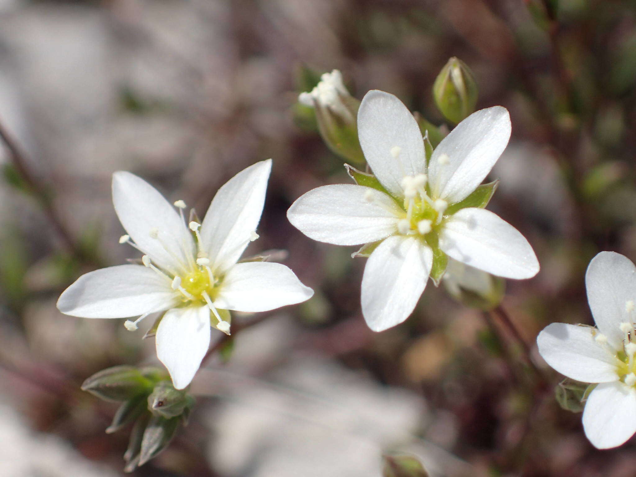 Sivun Arenaria provincialis Chater & Halliday kuva