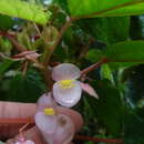 Image of Begonia malabarica Lam.