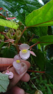 Слика од Begonia malabarica Lam.