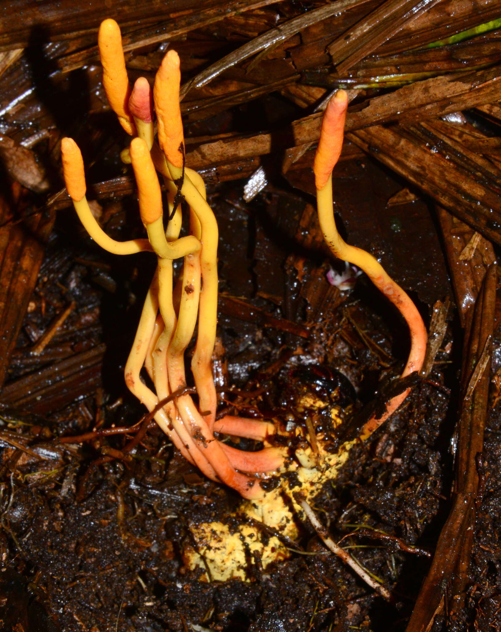 Image of Ophiocordyceps melolonthae (Tul. & C. Tul.) G. H. Sung, J. M. Sung, Hywel-Jones & Spatafora 2007