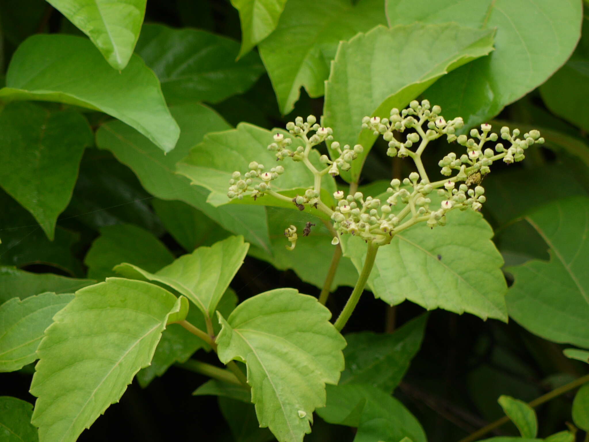 Image de Cissus trifoliata (L.) L.