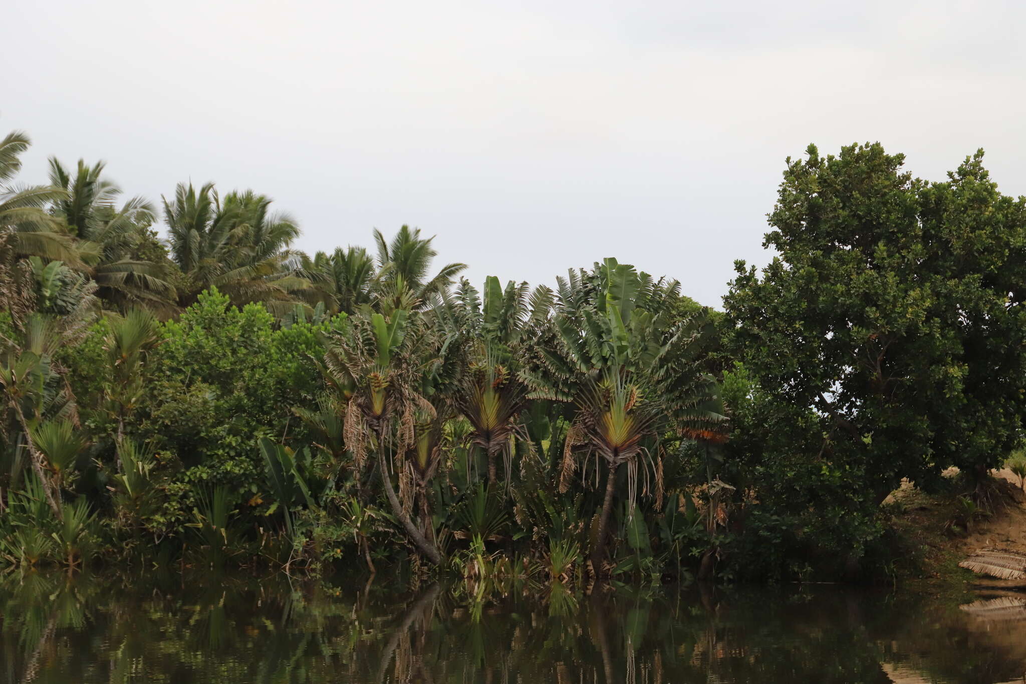 Image of Traveller's Tree