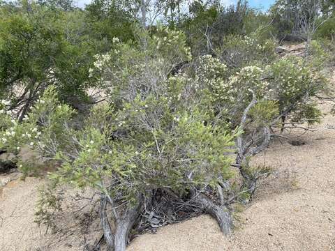 Image de Melaleuca trichostachya Lindl.