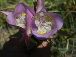 Image of broad-fruit mariposa-lily