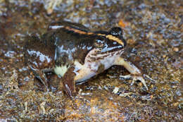 Image of Corrugated water frog