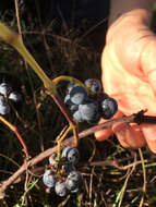 Imagem de Vitis riparia Michx.