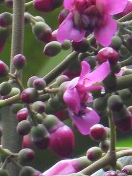 صورة Meriania macrophylla (Benth.) Triana