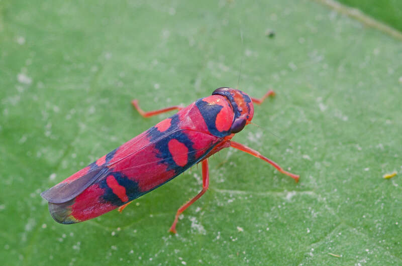 Erythrogonia jucunda (Walker & F. 1851) resmi