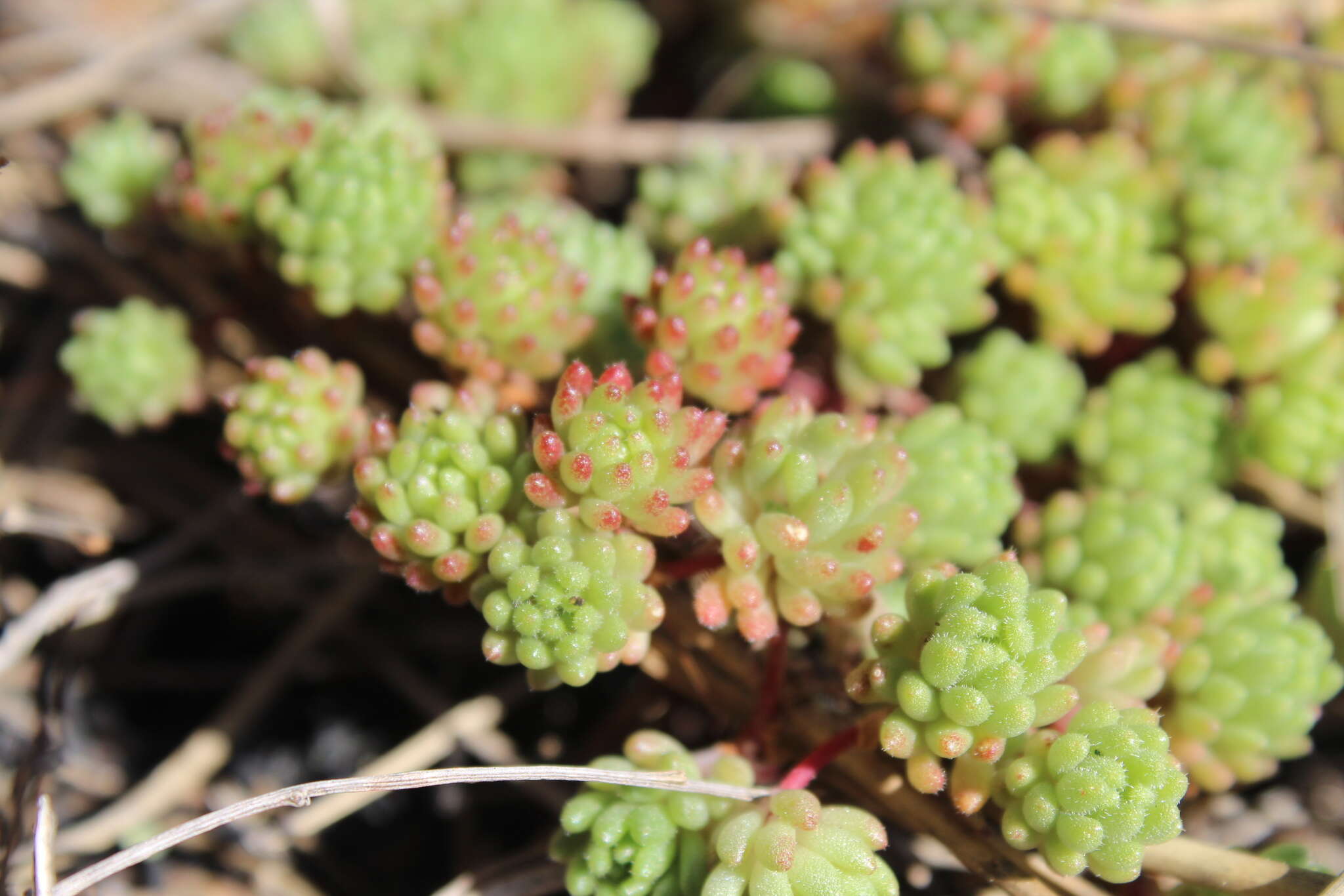 Imagem de Sedum hirsutum All.