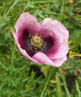 Imagem de Papaver setigerum DC.