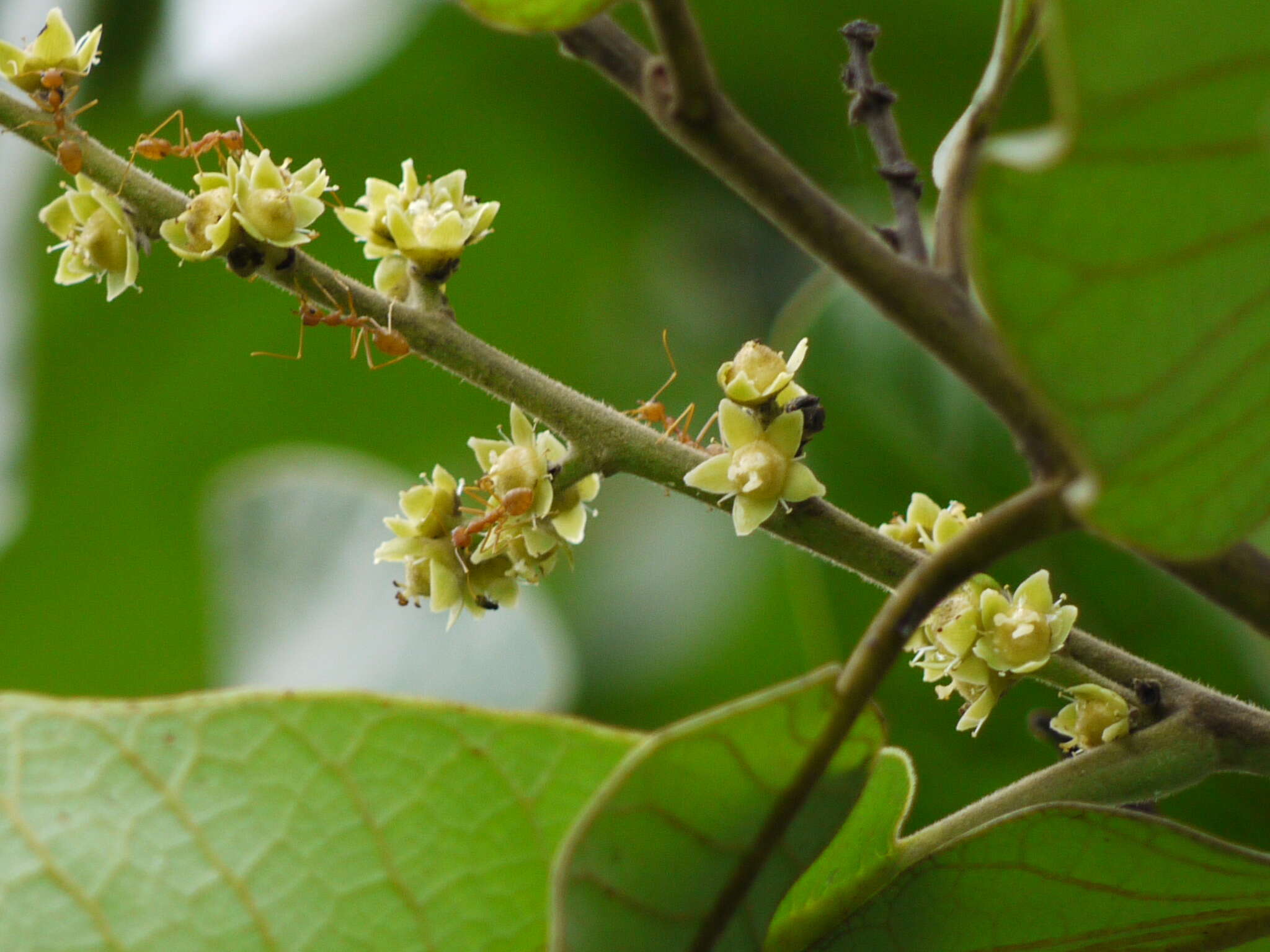 Image of markingnut tree