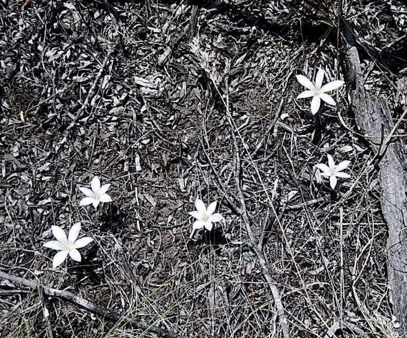 Image of Apodolirion lanceolatum (Thunb.) Benth. & Hook. fil. ex B. D. Jacks.