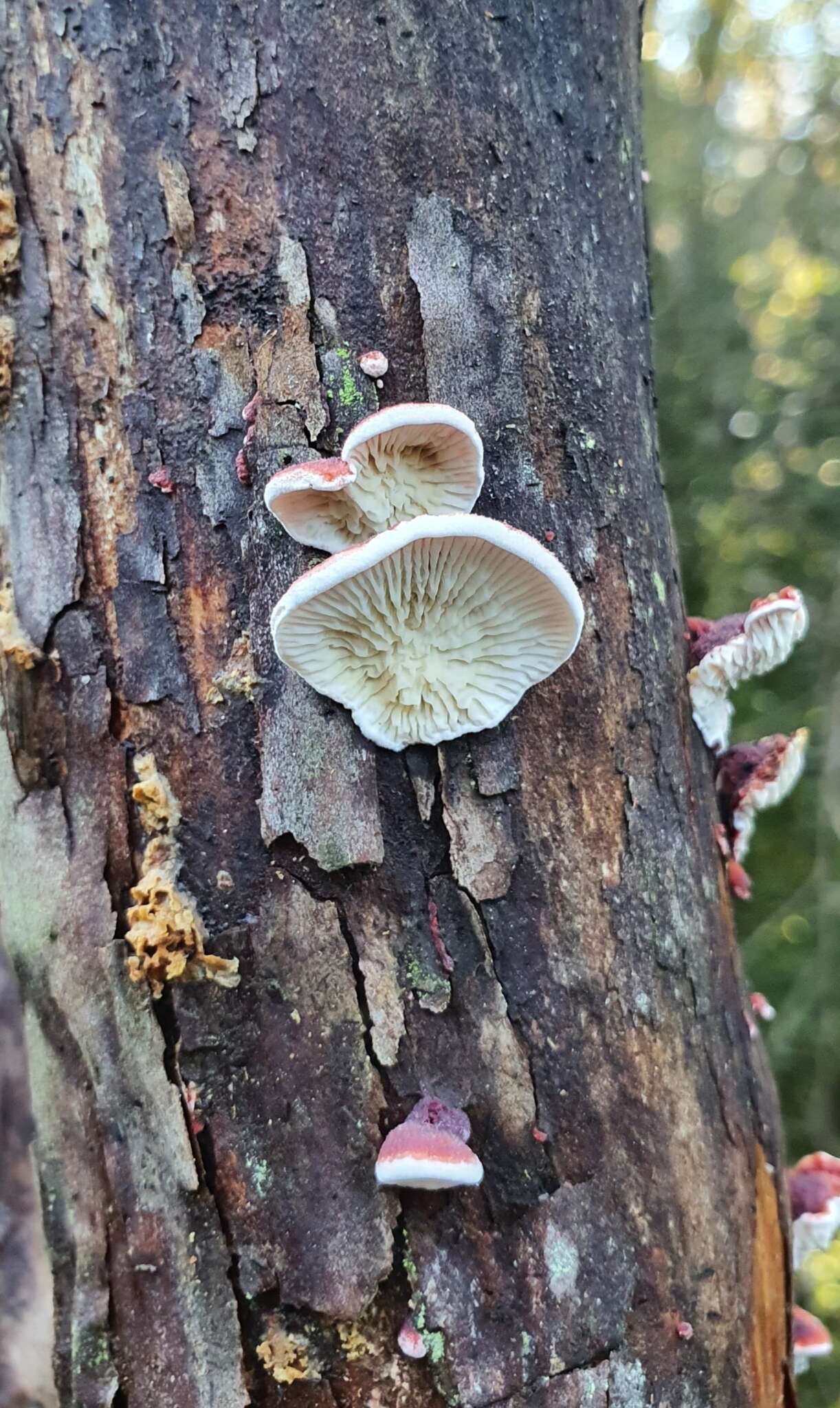 Image of Plicaturopsis scarlatina P. K. Buchanan & Hood 1992