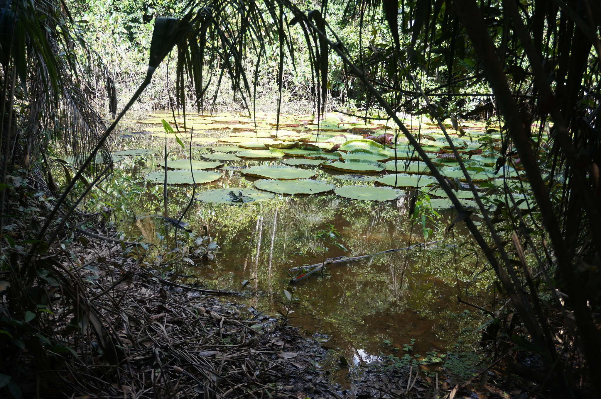 Image of giant waterlily