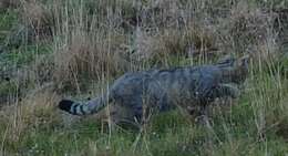 Image of European Wildcat