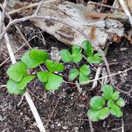 Image of Hulten's licorice-root