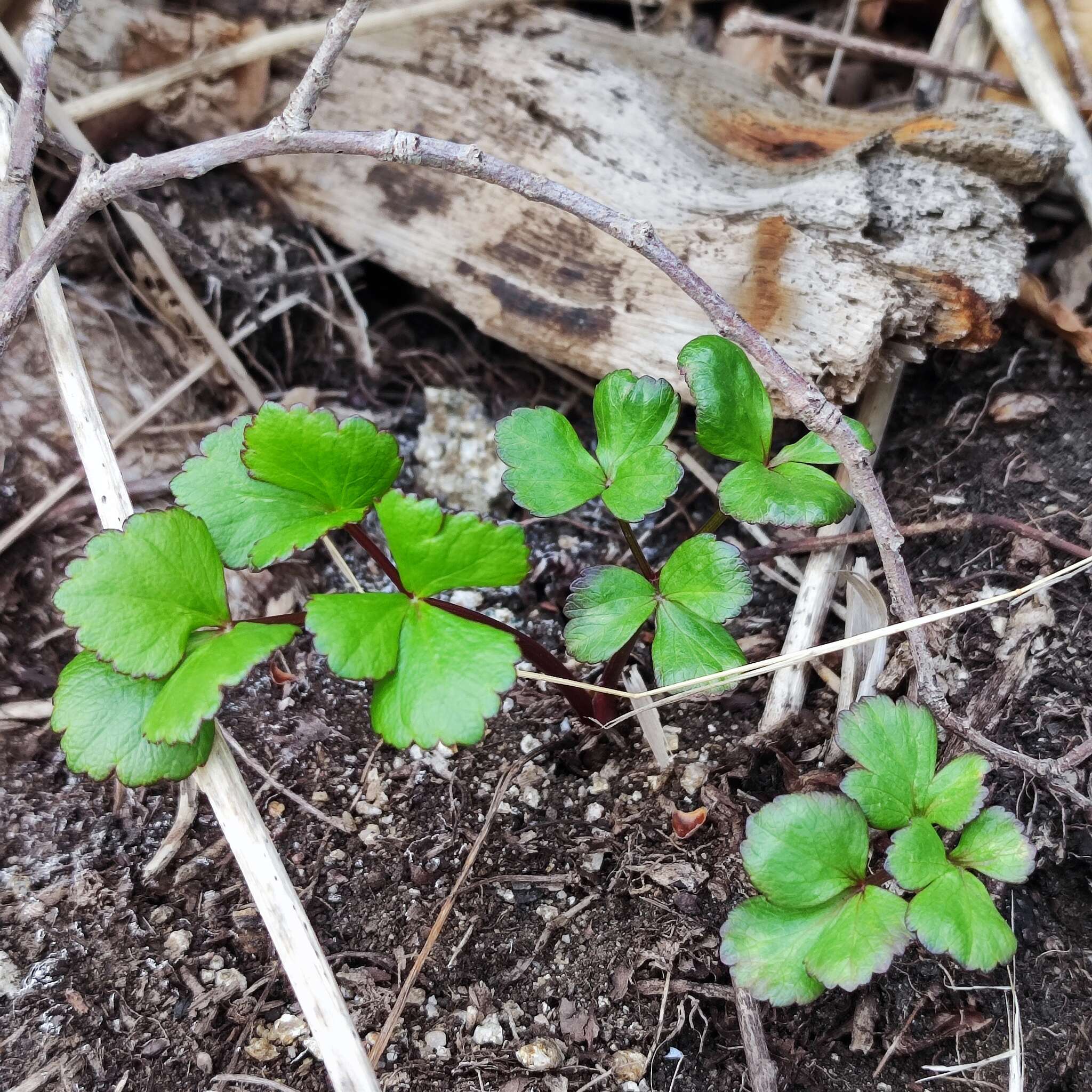 Ligusticum scoticum subsp. hultenii (Fern.) Calder & Roy L. Taylor resmi