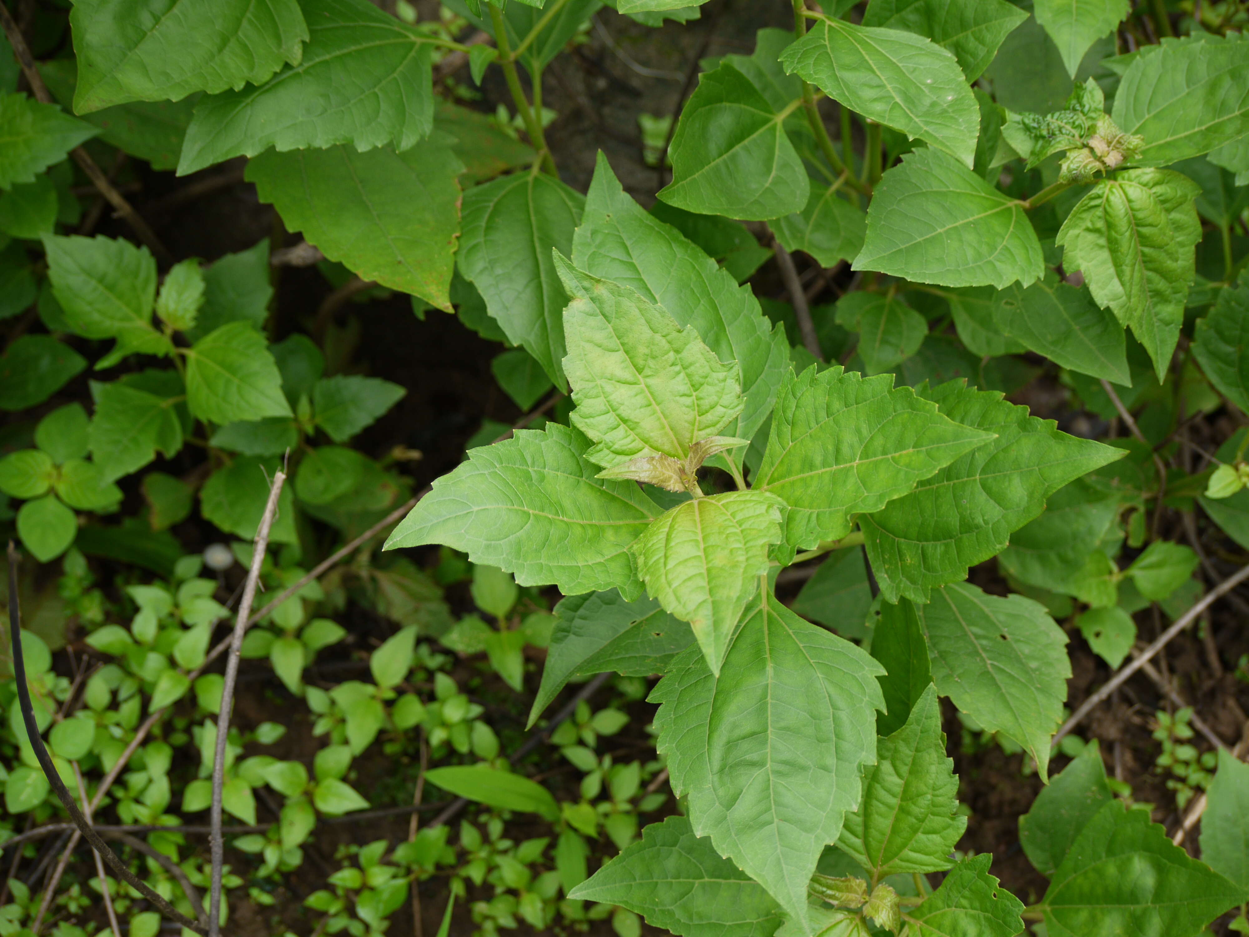 Image of Jack in the bush