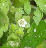 Image de Eucrypta chrysanthemifolia var. bipinnatifida (Torr.) Constance