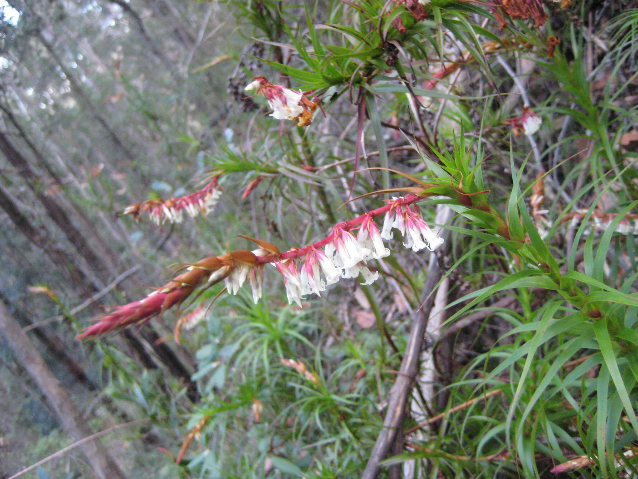 Image of Dracophyllum secundum R. Br.