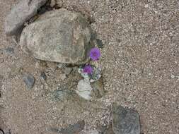 Imagem de Ipomoea ternifolia Cav.