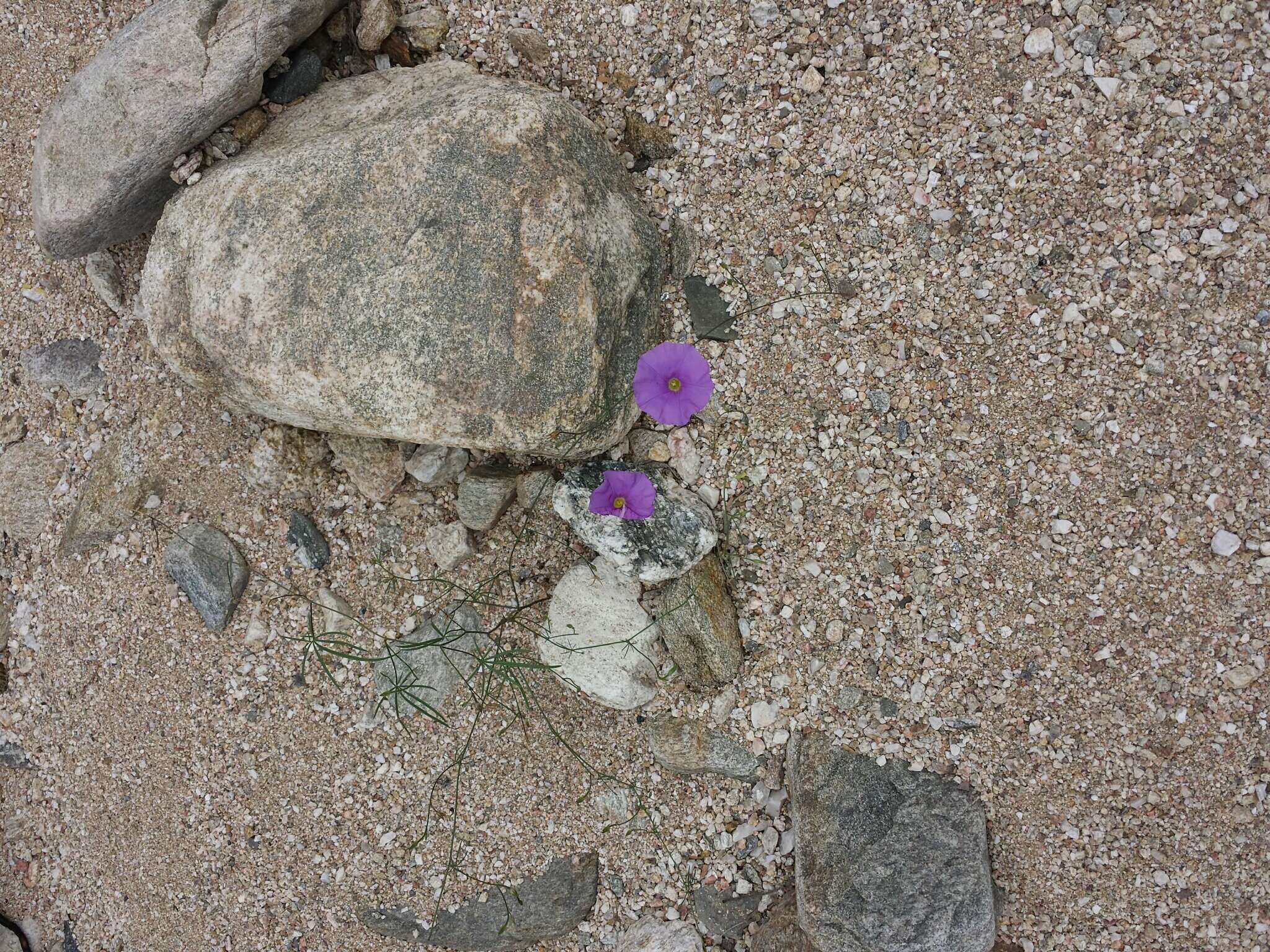 Imagem de Ipomoea ternifolia Cav.