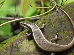 Imagem de Eutropis carinata (Schneider 1801)