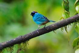 Image of Golden-naped Tanager