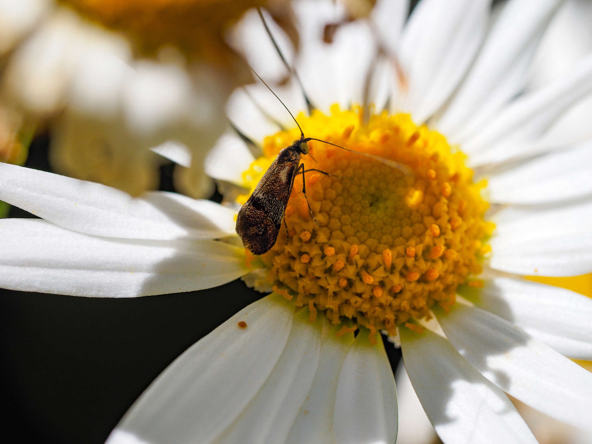 Image of Nemophora topazias Meyrick 1892