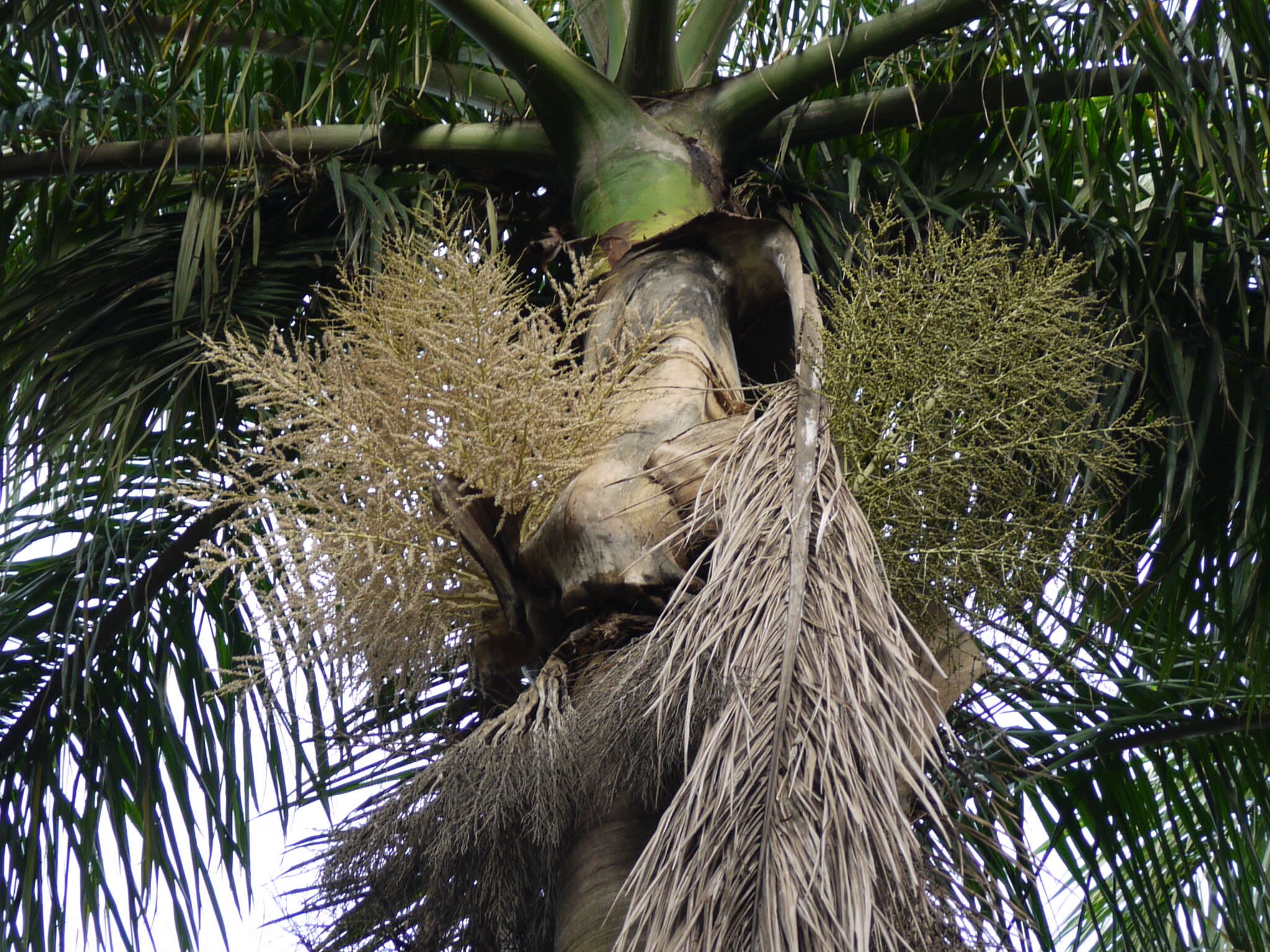 Image of Cuban Royal Palm