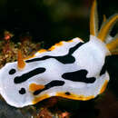 Image of Chromodoris dianae Gosliner & Behrens 1998