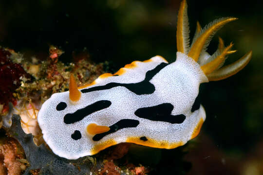 Слика од Chromodoris dianae Gosliner & Behrens 1998