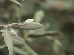 Image of Gray Mangrove