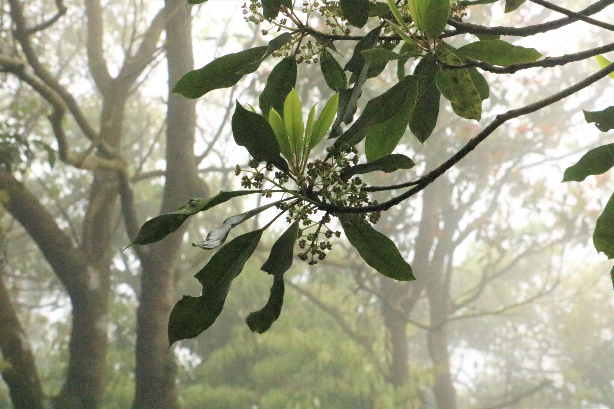 Image de Daphniphyllum pentandrum Hayata