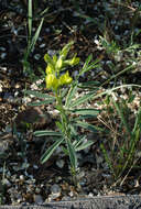 Image of Thermopsis mongolica Czefr.