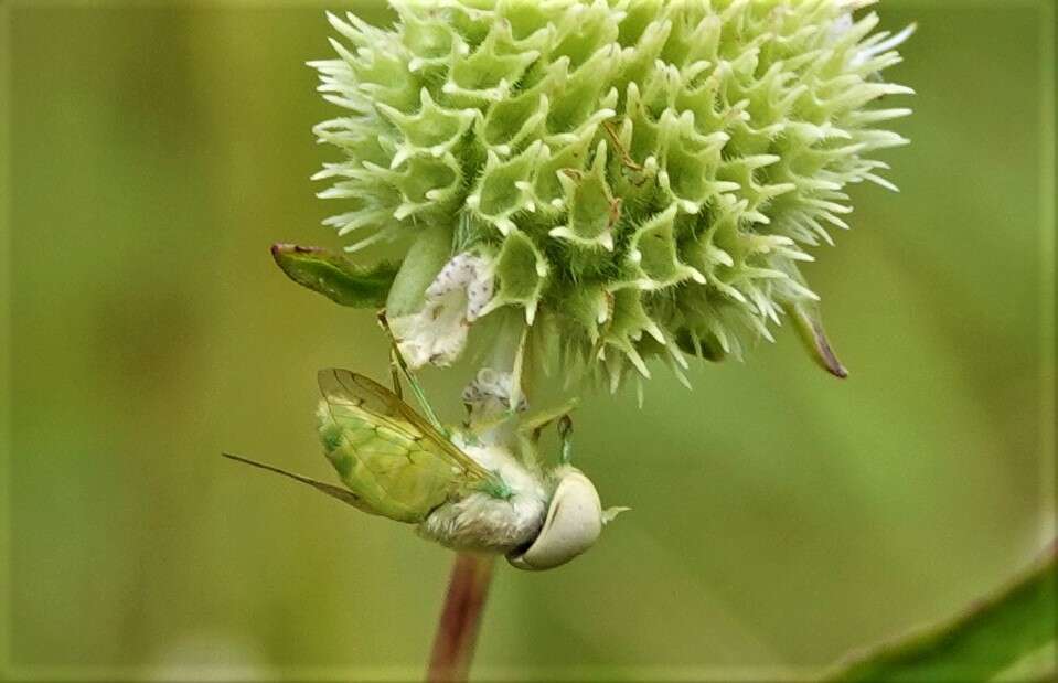 Image de Chlorotabanus crepuscularis Bequaert 1926