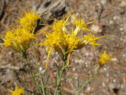 Image of Ericameria nauseosa var. bernardina (H. M. Hall) G. L. Nesom & G. I. Baird