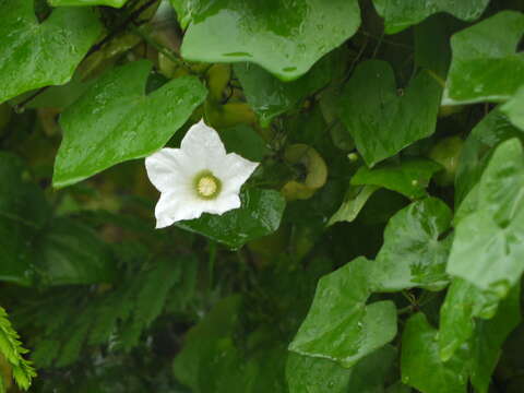 Image of ivy gourd