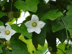 Image of ivy gourd