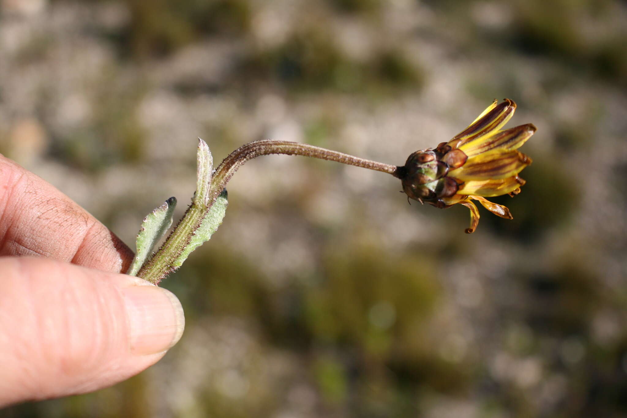 Image of Arctotis rotundifolia Lewin