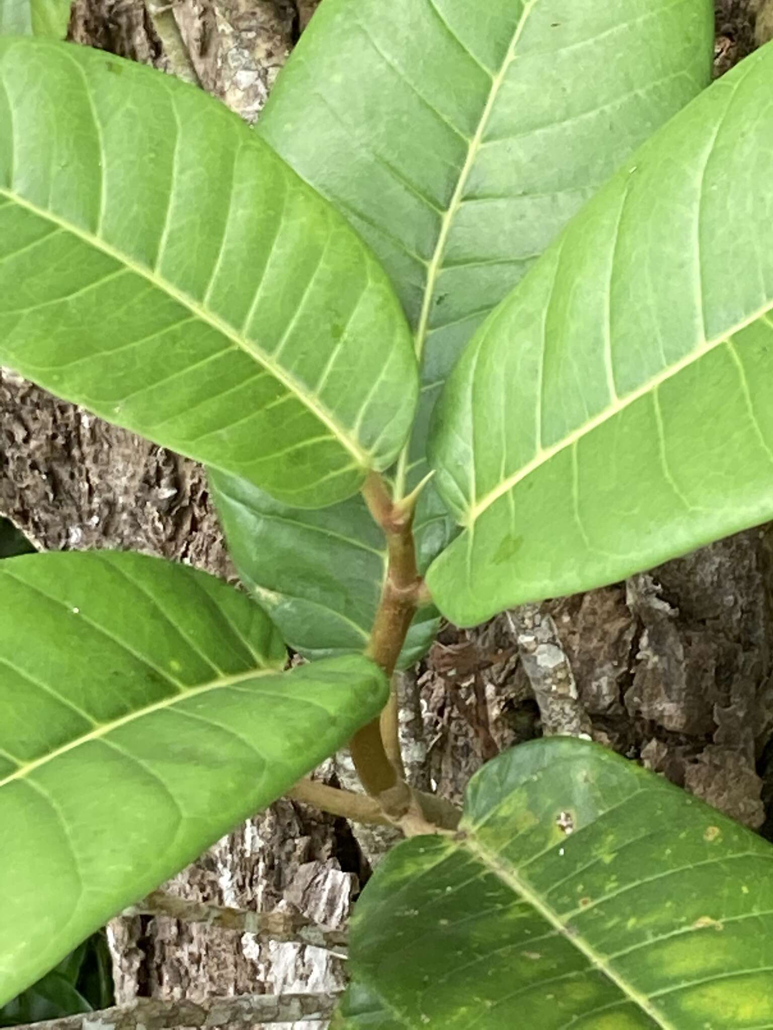 صورة Ficus trigonata L.