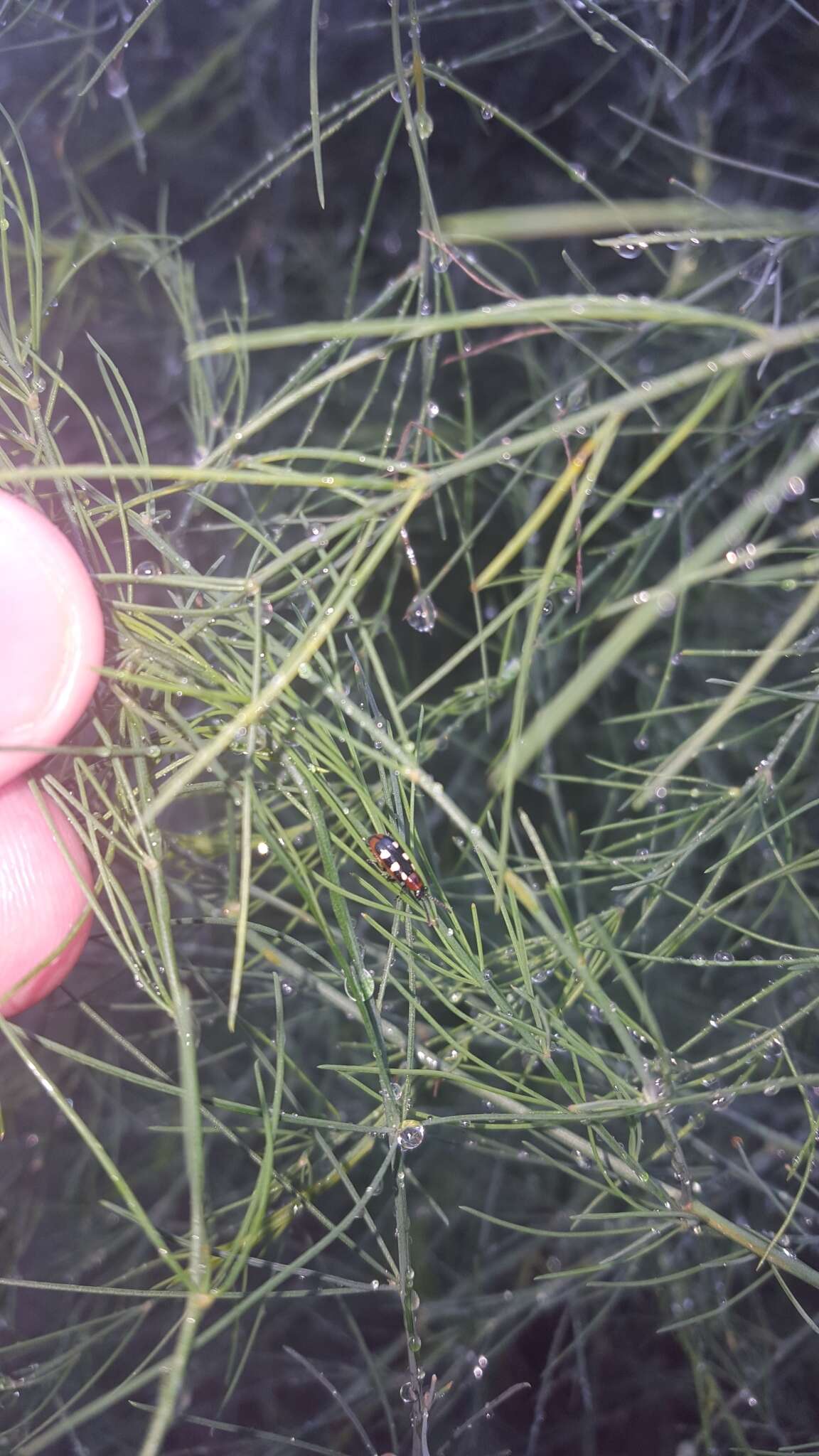 Image of Common asparagus beetle