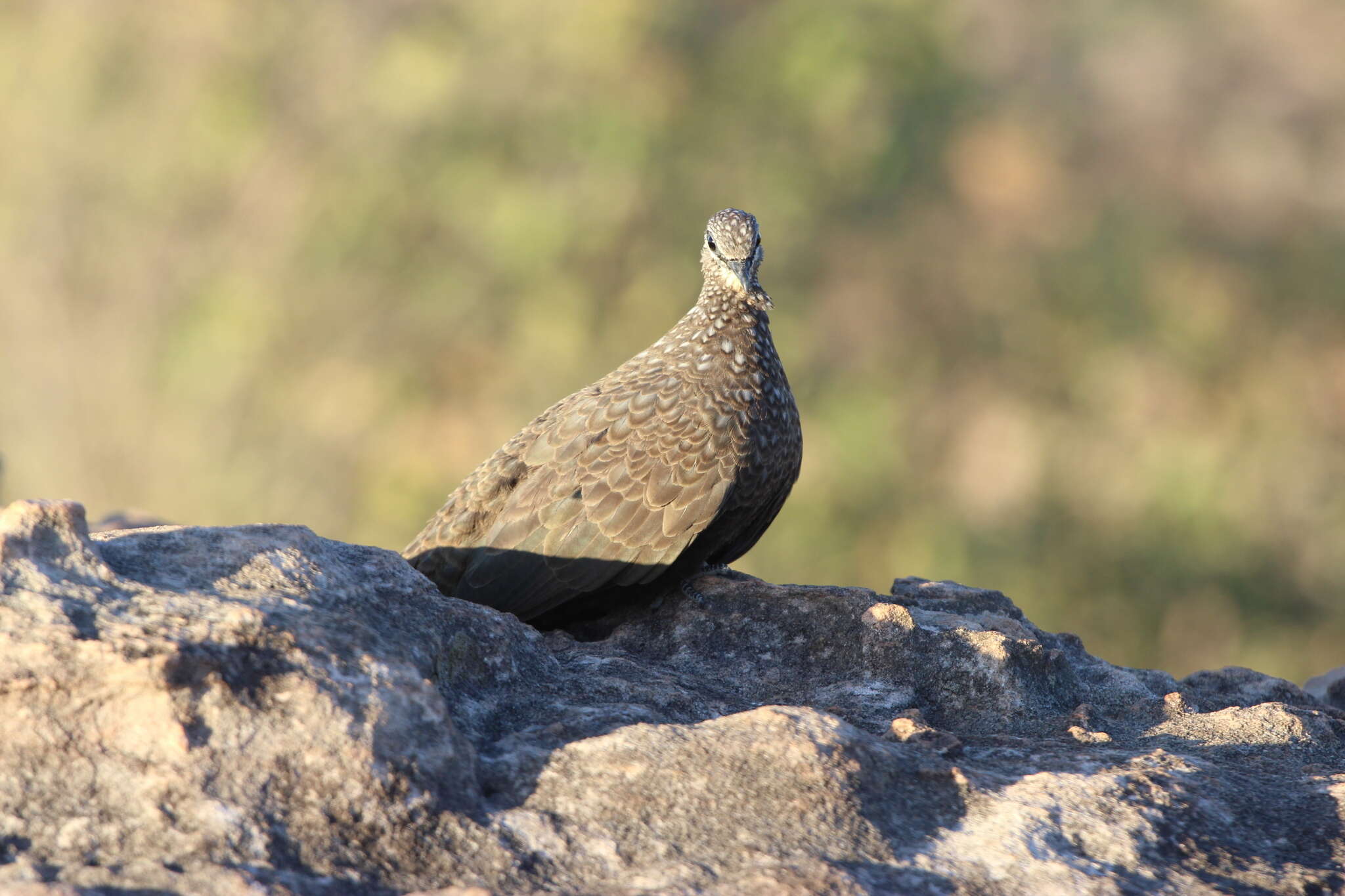 Image of Chestnut-quilled Rock Pigeon